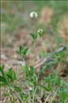 Trifolium montanum subsp. gayanum (Godr.) O.Bolòs & Vigo