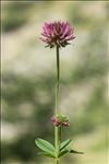 Trifolium montanum L. subsp. montanum