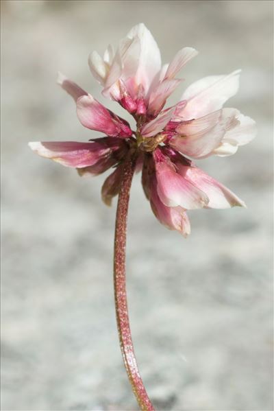 Trifolium pallescens Schreb.