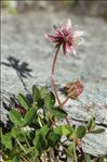 Trifolium pallescens Schreb.