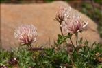 Trifolium pallescens Schreb.