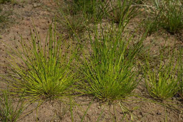 Eleocharis ovata (Roth) Roem. & Schult.