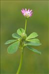 Trifolium resupinatum var. majus Boiss.