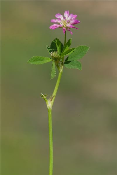 Trifolium resupinatum var. majus Boiss.