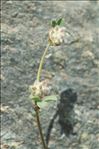 Trifolium saxatile All.