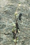 Trifolium saxatile All.