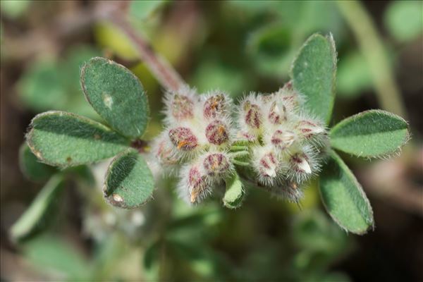 Trifolium saxatile All.