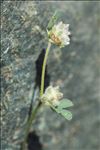 Trifolium saxatile All.