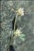 Trifolium saxatile All.