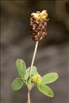 Trifolium spadiceum L.