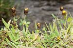 Trifolium spadiceum L.