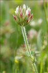 Trifolium stellatum L.