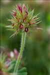 Trifolium stellatum L.