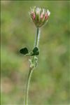 Trifolium stellatum L.