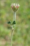 Trifolium stellatum L.