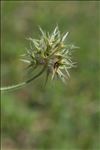 Trifolium stellatum L.