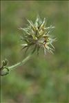 Trifolium stellatum L.