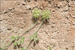 Trifolium stellatum L.