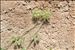 Trifolium stellatum L.