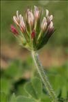 Trifolium stellatum L.