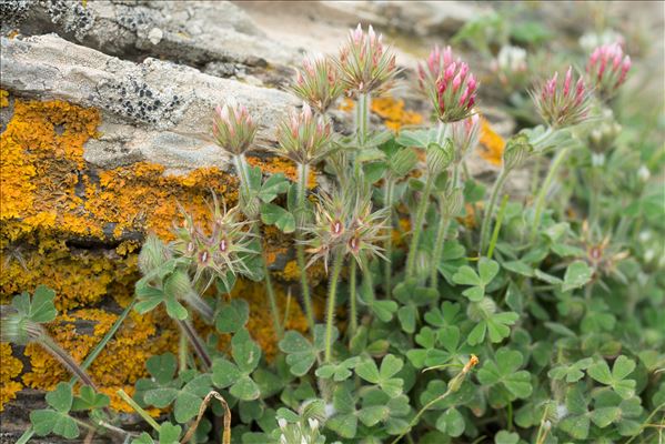 Trifolium stellatum L.