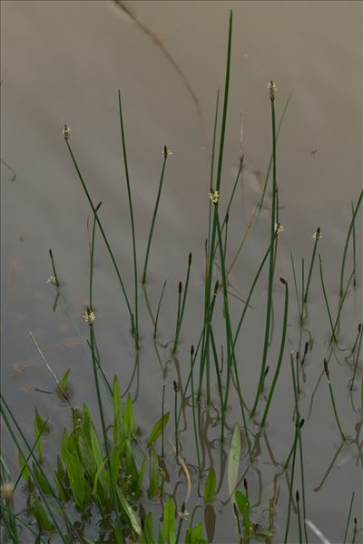Eleocharis palustris subsp. waltersii Bures & Danihelka