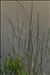 Eleocharis palustris subsp. waltersii Bures & Danihelka