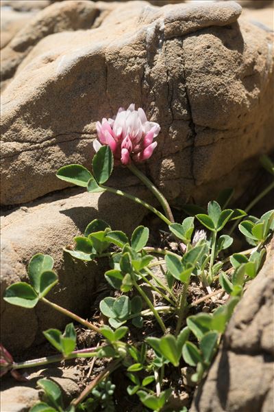 Trifolium thalii Vill.