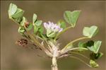 Trifolium tomentosum L.
