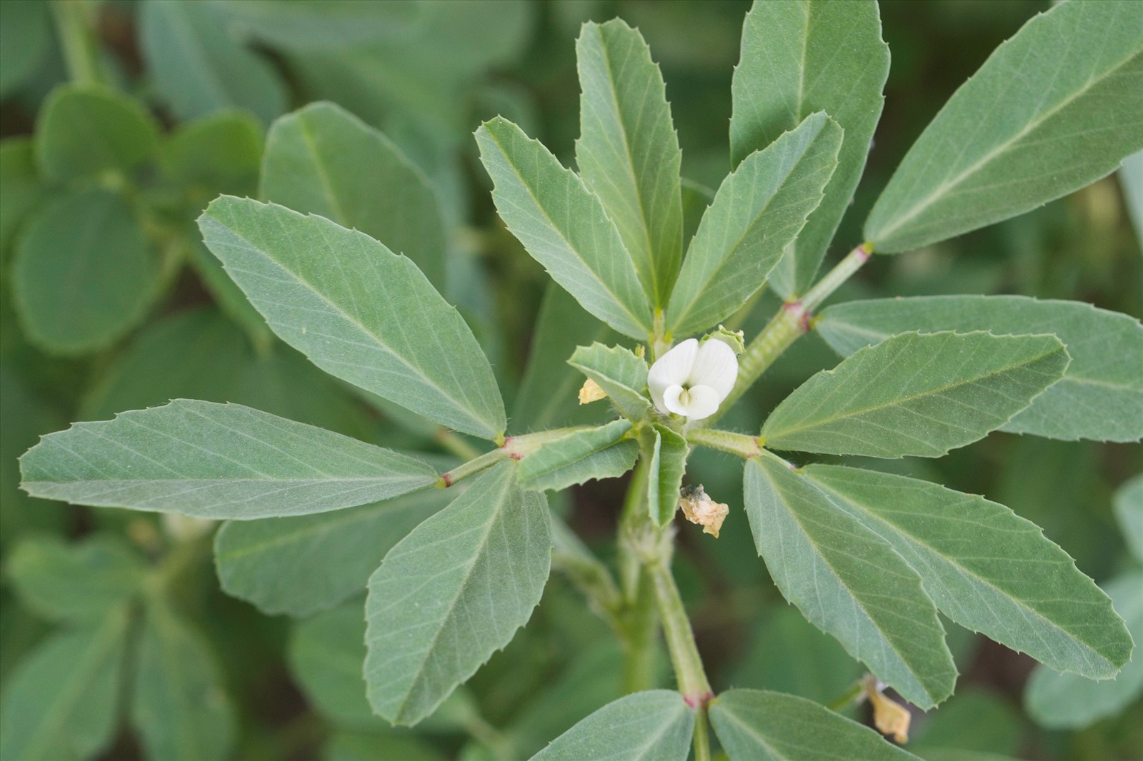 Le fenugrec Trigonella foenum-graecum 50 et 70 gr - Epiceslekanto