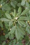 Trigonella foenum-graecum L.