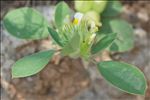 Tripodion tetraphyllum (L.) Fourr.