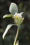 Tripodion tetraphyllum (L.) Fourr.