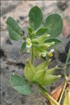 Tripodion tetraphyllum (L.) Fourr.