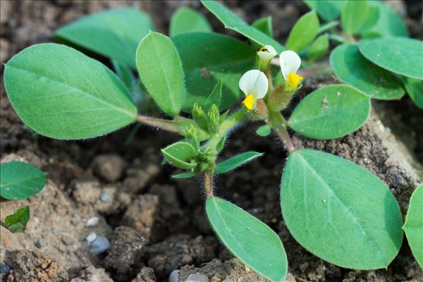 Tripodion tetraphyllum (L.) Fourr.