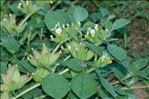 Tripodion tetraphyllum (L.) Fourr.