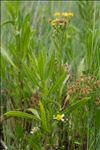 Tripolium pannonicum (Jacq.) Dobrocz. subsp. pannonicum