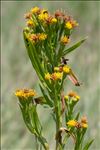 Tripolium pannonicum (Jacq.) Dobrocz. subsp. pannonicum