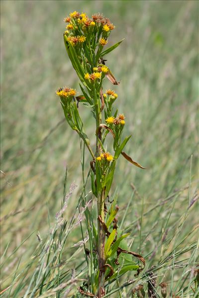 Tripolium pannonicum (Jacq.) Dobrocz.