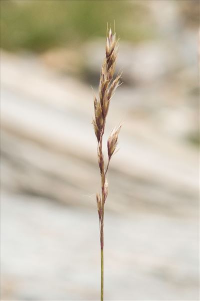 Trisetum distichophyllum (Vill.) P.Beauv. ex Roem. & Schult.