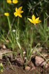 Tulipa sylvestris subsp. australis (Link) Pamp.