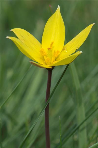 Tulipa sylvestris subsp. australis (Link) Pamp.