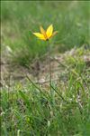 Tulipa sylvestris subsp. australis (Link) Pamp.