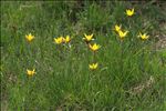 Tulipa sylvestris subsp. australis (Link) Pamp.