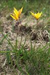 Tulipa sylvestris subsp. australis (Link) Pamp.