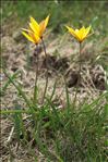 Tulipa sylvestris subsp. australis (Link) Pamp.