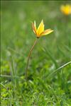 Tulipa sylvestris subsp. australis (Link) Pamp.