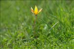 Tulipa sylvestris subsp. australis (Link) Pamp.