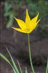 Tulipa sylvestris subsp. australis (Link) Pamp.