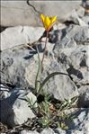 Tulipa sylvestris subsp. australis (Link) Pamp.